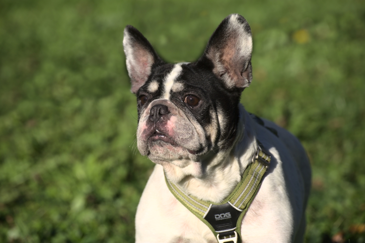 Französische Bulldogge Gina