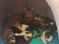 Amy-mit-Kitten_01