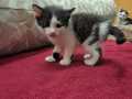 Anthony_04