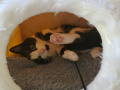 Balisto_02