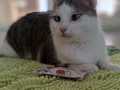 Clarence_14