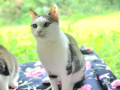 Clarence_15