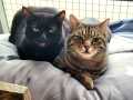 Gigi-und-Twister_01