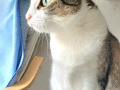Kira_06