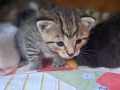 Leopold_01