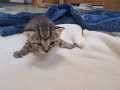 Leopold_02