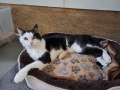 Leopold_03