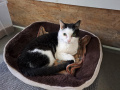 Leopold_04