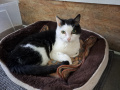 Leopold_05
