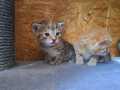 Liara-und-Lucca_01