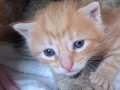 Lucca_01