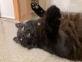 Lucy_schwarz_07