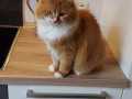 Mascha_04