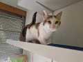 Minou_02