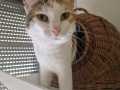 Minou_04