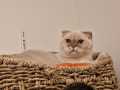 Nala_2025_01