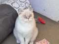 Nala_2025_02