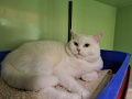 Pascha_02