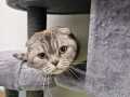 Tia_Scottish-fold_01