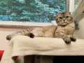 Tia_Scottish-fold_02