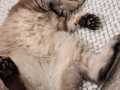 Tia_Scottish-fold_03