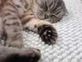 Tia_Scottish-fold_04