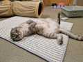 Tia_Scottish-fold_05