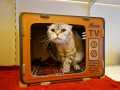 Tia_Scottish-fold_06