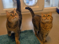 Willy-und-Lilly_BKH_01