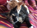 Banjo und Leonie_Katzen_05