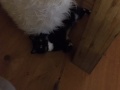 Kira_Katze_04