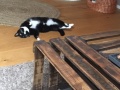 Kira_Katze_05