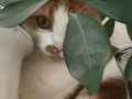 Pascha_02