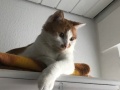 Pascha_04