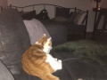 Pascha_05