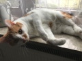 Pascha_07